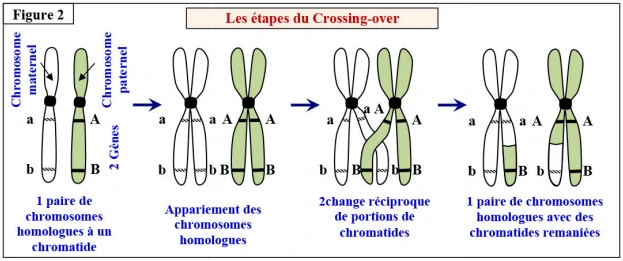 Transfert de l’information génétique au cours de la reproduction sexuée